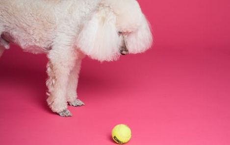 a dog with a toy