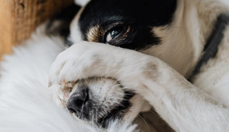 a resting dog
